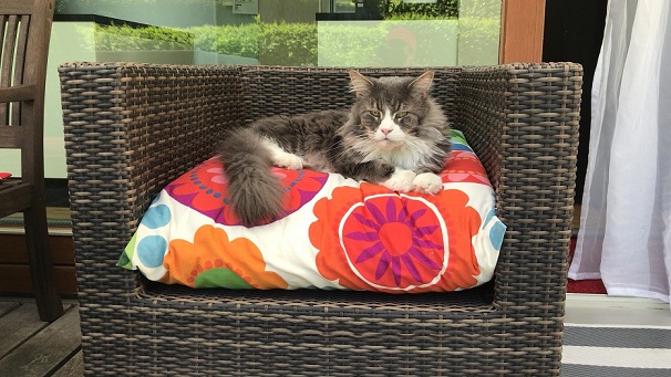 Katze von Frau Pfeifer