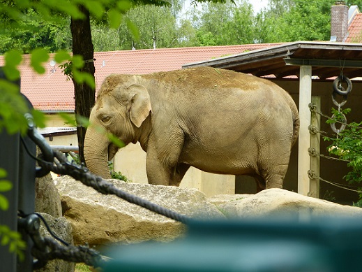 Elefant im Augsburger Zoo