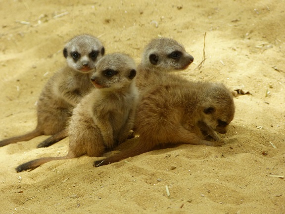 Erdmännchen im Augsburger Zoo