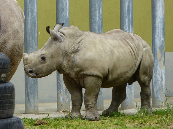 Nashorn im Augsburger Zoo