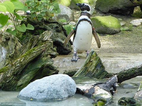 Pinguin im Augsburger Zoo