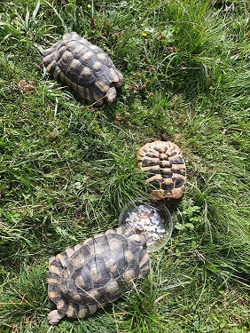 Meine Schildkröten