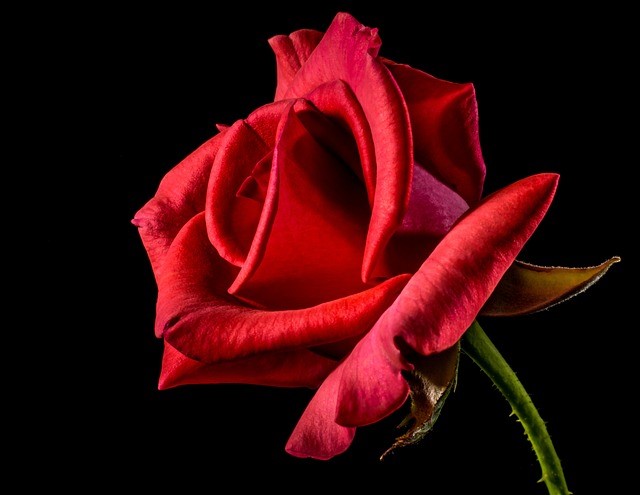 Rosenmontag Rose