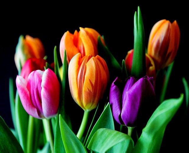 Tulpensonntag Tulpe