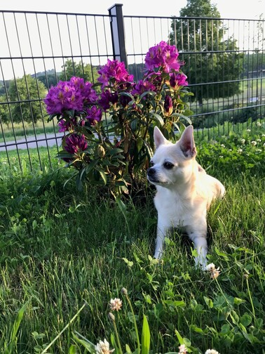 Der Hund von Frau Schaffer