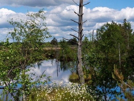 Widdumer Moor