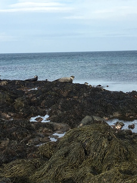 Robben in der Nähe von Hvammstangi