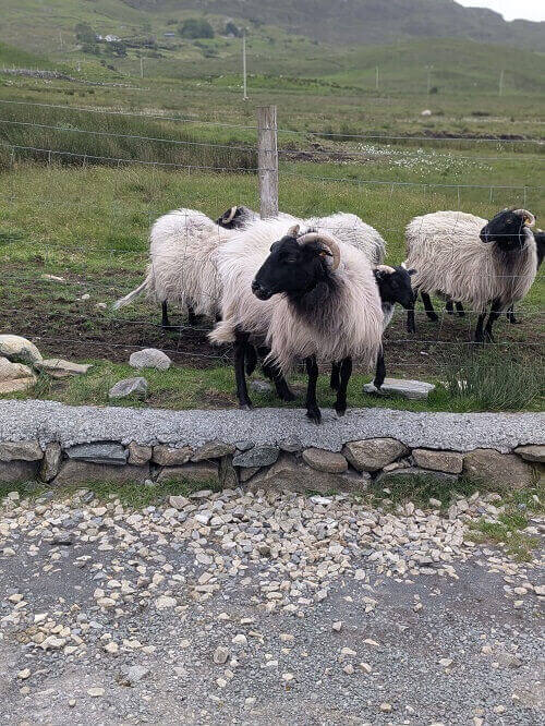 Schafe in Connemara