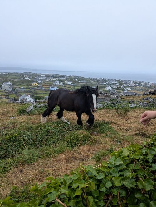 Wildes Pferd auf Aran Island