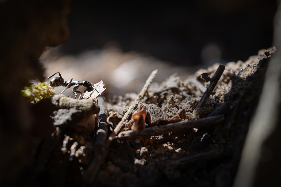 Einblick in das Leben der Ameisen