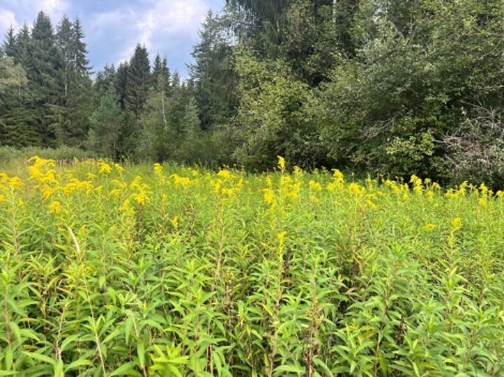 Ein Feld voller Goldrute